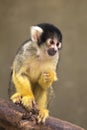 Black Squirrel Monkey on branch Royalty Free Stock Photo