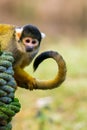 Black squirrel monkey Royalty Free Stock Photo