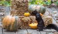 Black squirrel by a orange and green pumpkin