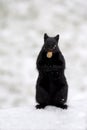 Black squirrel with peanut Royalty Free Stock Photo