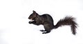 Black squirrel with a peanut on white. Royalty Free Stock Photo
