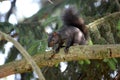 Black squirrel Royalty Free Stock Photo