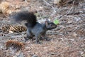 Black squirrel Royalty Free Stock Photo