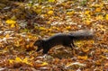 Black Squirrel running with a nut between the autumn leaves of Queens Park - Toronto, Ontario, Canada Royalty Free Stock Photo