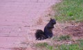 Black Squirrel Sciurus niger standing on the street Royalty Free Stock Photo