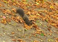 Black squirrel jumping among leaves. Royalty Free Stock Photo