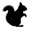 Black squirrel silhouette sitting on white background Royalty Free Stock Photo