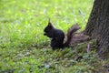 Black squirrel sits in a park Royalty Free Stock Photo