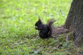 Black squirrel sits in a park Royalty Free Stock Photo