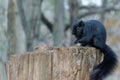 Black Squirrel on a tree stump