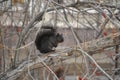 Squirrel sitting on tree branch Royalty Free Stock Photo