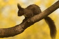 Black squirrel sitting on the branch of a tree Royalty Free Stock Photo