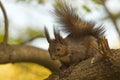 Black squirrel sitting on the branch of a tree Royalty Free Stock Photo