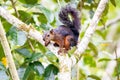 Black squirrel sitting on a tree branch Royalty Free Stock Photo