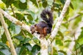 Black squirrel sitting on a tree branch Royalty Free Stock Photo