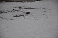 Black squirrel on the snow in the winter, Bad Fussing, Bavaria, Germany