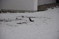 Black squirrel on the snow in the winter, Bad Fussing, Bavaria, Germany