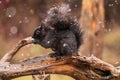 Black Squirrel in Spring snow on driftwood Royalty Free Stock Photo