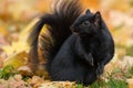 Black Squirrel - Sciurus carolinensis Royalty Free Stock Photo