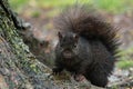 Black Squirrel - Sciurus carolinensis Royalty Free Stock Photo