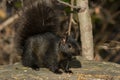 Black Squirrel - Sciurus carolinensis Royalty Free Stock Photo