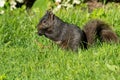 Black Squirrel - Sciurus carolinensis Royalty Free Stock Photo