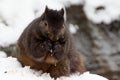 Black Squirrel In Snow Royalty Free Stock Photo