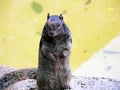 Black Squirrel Standing Up Looking Royalty Free Stock Photo