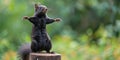 Playful Black Squirrel with Arms Outstretched Royalty Free Stock Photo