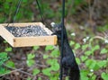 A black squirrel stealing the bird\'s food. Royalty Free Stock Photo