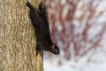 Black Squirrel - Sciurus carolinensis Royalty Free Stock Photo