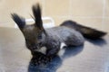 Lying black squirrel with tassels on the ears