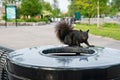 Black squirrel on a trash can in Niagara Falls State Park Royalty Free Stock Photo