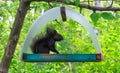 Black squirrel on the tree