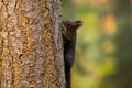 Black squirrel on the trunk