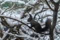 Black squirrel with a white belly among the snow-covered branches Royalty Free Stock Photo