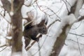Black squirrel with a white belly among the snow-covered branches Royalty Free Stock Photo
