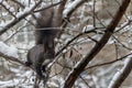Black squirrel with a white belly among the snow-covered branches Royalty Free Stock Photo