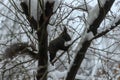 Black squirrel with a white belly among the snow-covered branches Royalty Free Stock Photo
