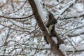 Black squirrel with a white belly among the snow-covered branches Royalty Free Stock Photo