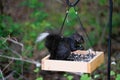 A black squirrel with a white tip on its tail. Royalty Free Stock Photo