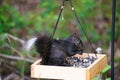 A black squirrel with a white tip on its tail. Royalty Free Stock Photo