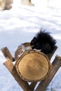 Black Squirrel in Winter