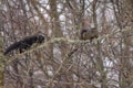 Black Squirrels playing in tree