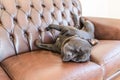 Staffordshire bull terrier asleep on a leather sofa Royalty Free Stock Photo