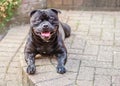 Black Staffordshire Bull Terrier dog lying down on an outside patio looking at the camera with a big smile on his face Royalty Free Stock Photo