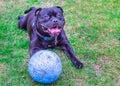 Black Staffordshire Bull Terrier dog lying on grass outside, panting and smiling after playing with his rubber ball Royalty Free Stock Photo