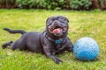 Black Staffordshire Bull Terrier dog lying on grass outside, panting and smiling after playing with his rubber ball Royalty Free Stock Photo