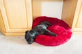 Black Staffordshire Bull Terrier dog lying on a soft fluffy bed placed between cupboards on a carpet floor.