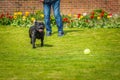 Black Staffordshire bull terrier dog running chasing after a tennis ball thrown by a man, on grass in a garden or back yard